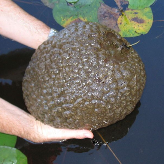 Uncovering the Mysteries of the Lake in Oklahoma.